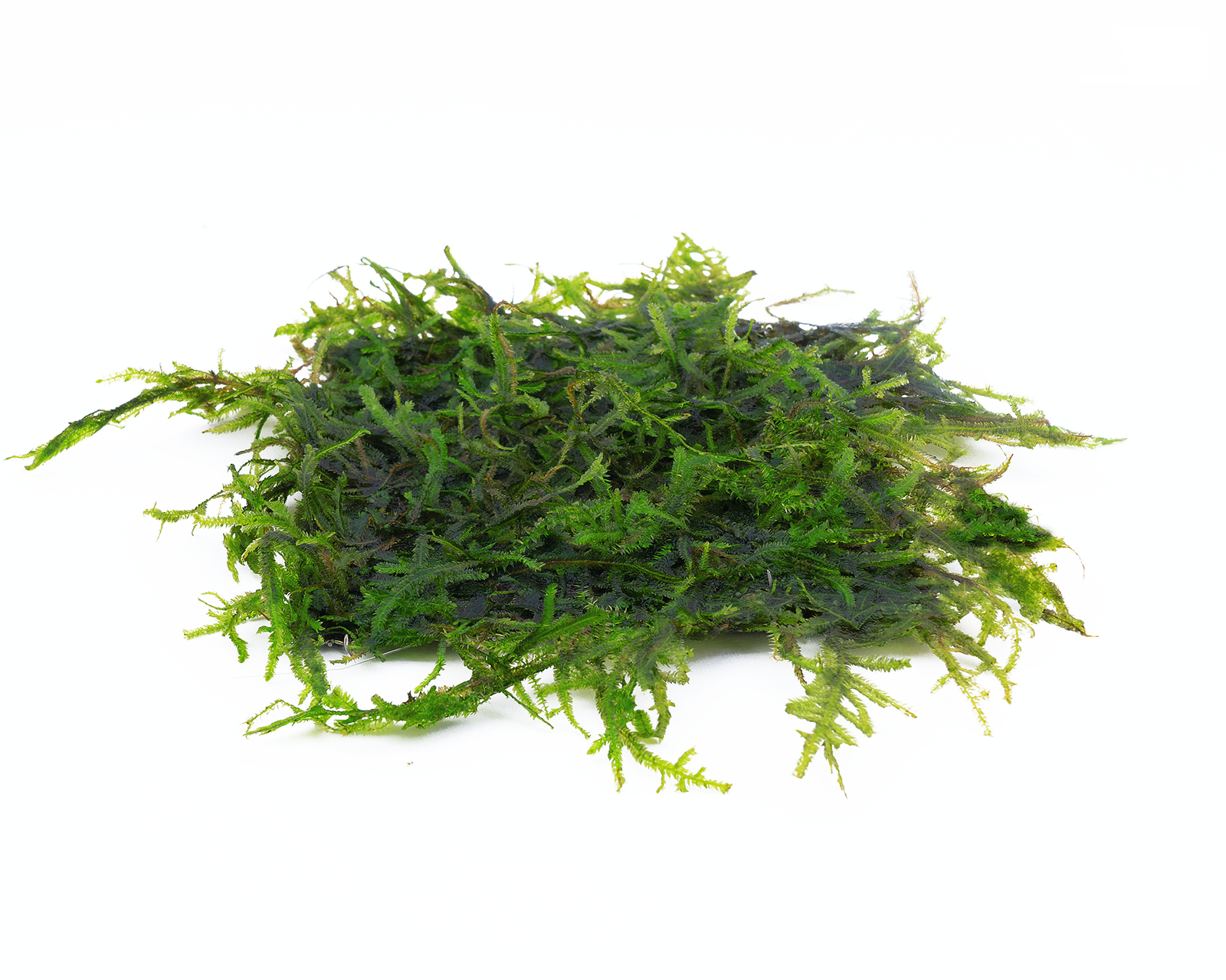 Vesicularia ferriei "Weeping" (Weeping Moss)